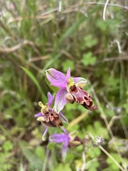 Ophrys heldreichii