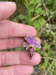 Ophrys heldreichii