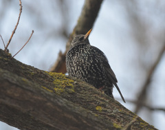 Sturnus vulgaris