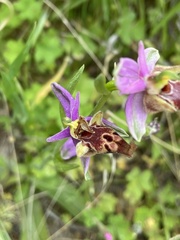 Ophrys heldreichii