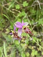 Ophrys heldreichii