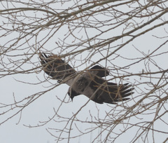 Corvus cornix