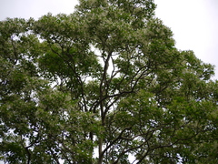 Lagerstroemia microcarpa