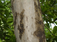 Lagerstroemia microcarpa