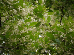 Lagerstroemia microcarpa