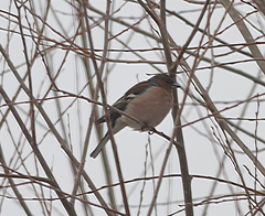 Fringilla coelebs