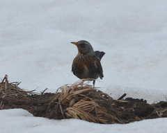 Turdus pilaris