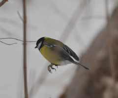 Parus major