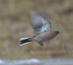 Fringilla coelebs