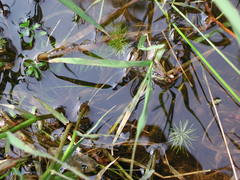 Rotala hippuris