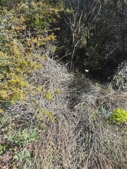 Gonepteryx cleopatra