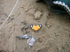 Eudule pulchricolora