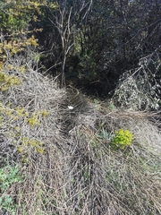 Gonepteryx cleopatra