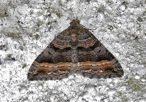 Dark-banded Carpet Moth photo 4