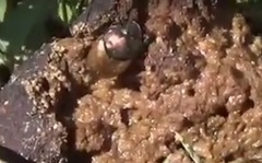 Onthophagus coenobita