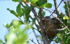 Crithagra atrogularis