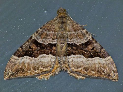 Dark-banded Carpet Moth photo 6