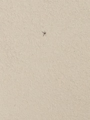 Philodromus dispar