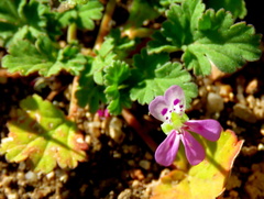 Pelargonium nanum
