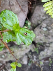 Choreutis xanthogramma