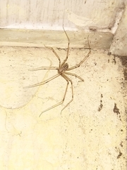 Araneae