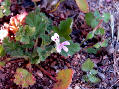 Pelargonium nanum
