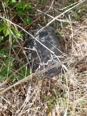 Gopherus polyphemus