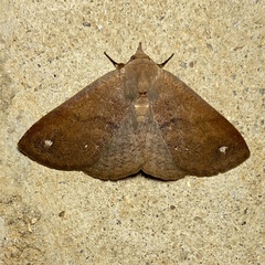 Ophyx eurrhoa