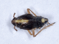 Tarophagus colocasiae