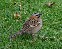 Zonotrichia capensis