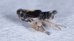 Tarophagus colocasiae