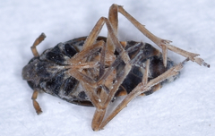 Tarophagus colocasiae