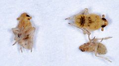 Tarophagus colocasiae