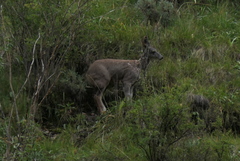 Moschus chrysogaster