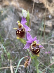 Ophrys calypsus