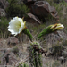 Trichocereus cuzcoensis - Photo (c) Arnold Wijker, algunos derechos reservados (CC BY-NC), subido por Arnold Wijker