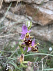 Ophrys calypsus