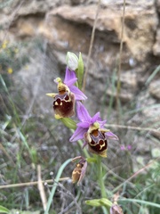 Ophrys calypsus