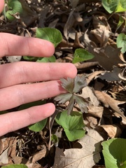 Anemonoides quinquefolia