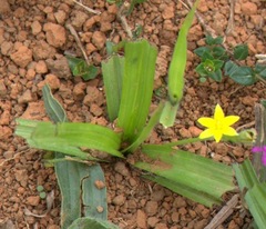Hypoxis decumbens