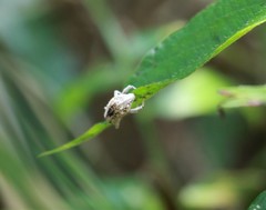 Dermatoxenus caesicollis