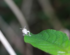 Dermatoxenus caesicollis