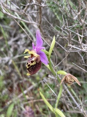 Ophrys calypsus