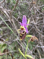 Ophrys calypsus