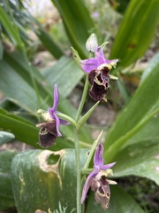 Ophrys calypsus
