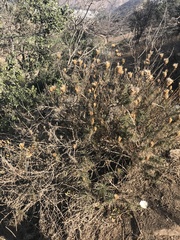 Plectocephalus chilensis