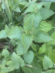 Lamium album