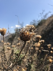 Plectocephalus chilensis