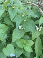Lamium album