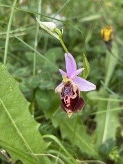 Ophrys calypsus